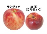 サンジョナ、紅玉（こうぎょく）販売のお知らせ