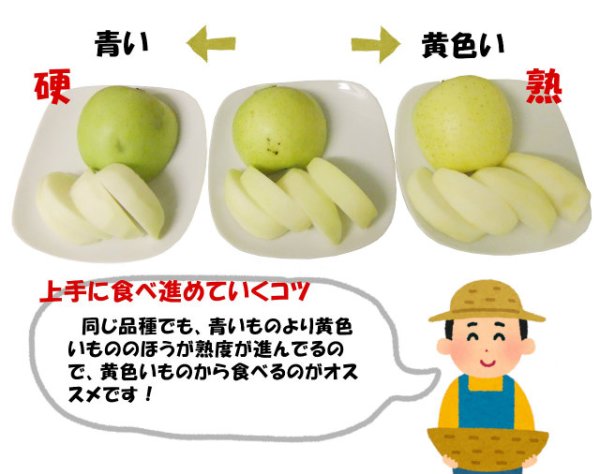 画像8: 2025年産_葉とらずりんご6個入 / 包装不可 (8)