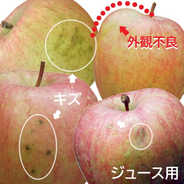 画像6: 2025年産_ジュース用りんご / 包装不可 (6)