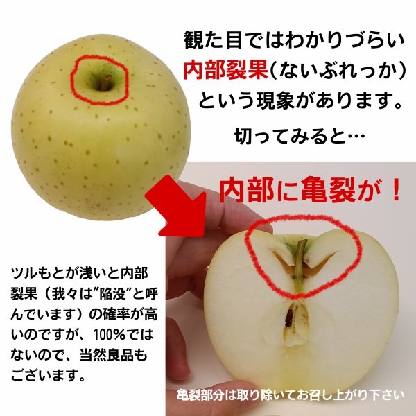 画像5: 2026年産_ジュース用りんご / 包装不可【クール便】 (5)
