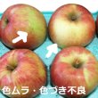 画像6: 家庭用りんご - クール便 / 包装不可 / 2024年産 (6)