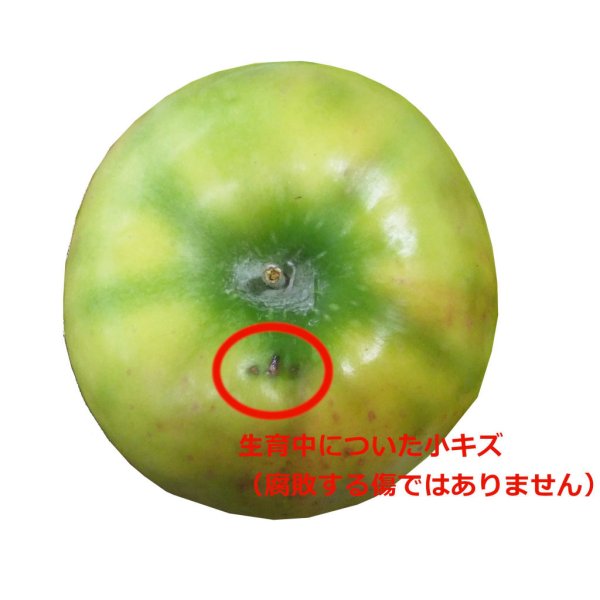 画像2: 【限定販売】2025年産_はつ恋ぐりん（家庭用）包装不可 (2)