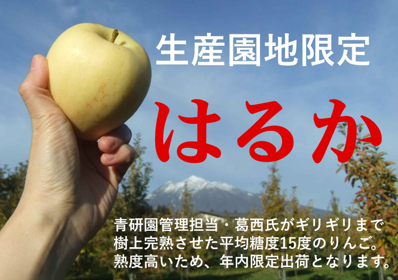 【生産園地限定】樹上完熟はるか　販売のお知らせ