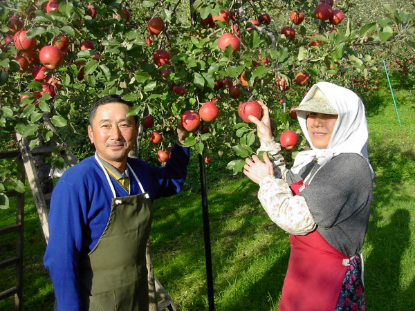 おちゃのこネット・記事コンテンツの使い方について