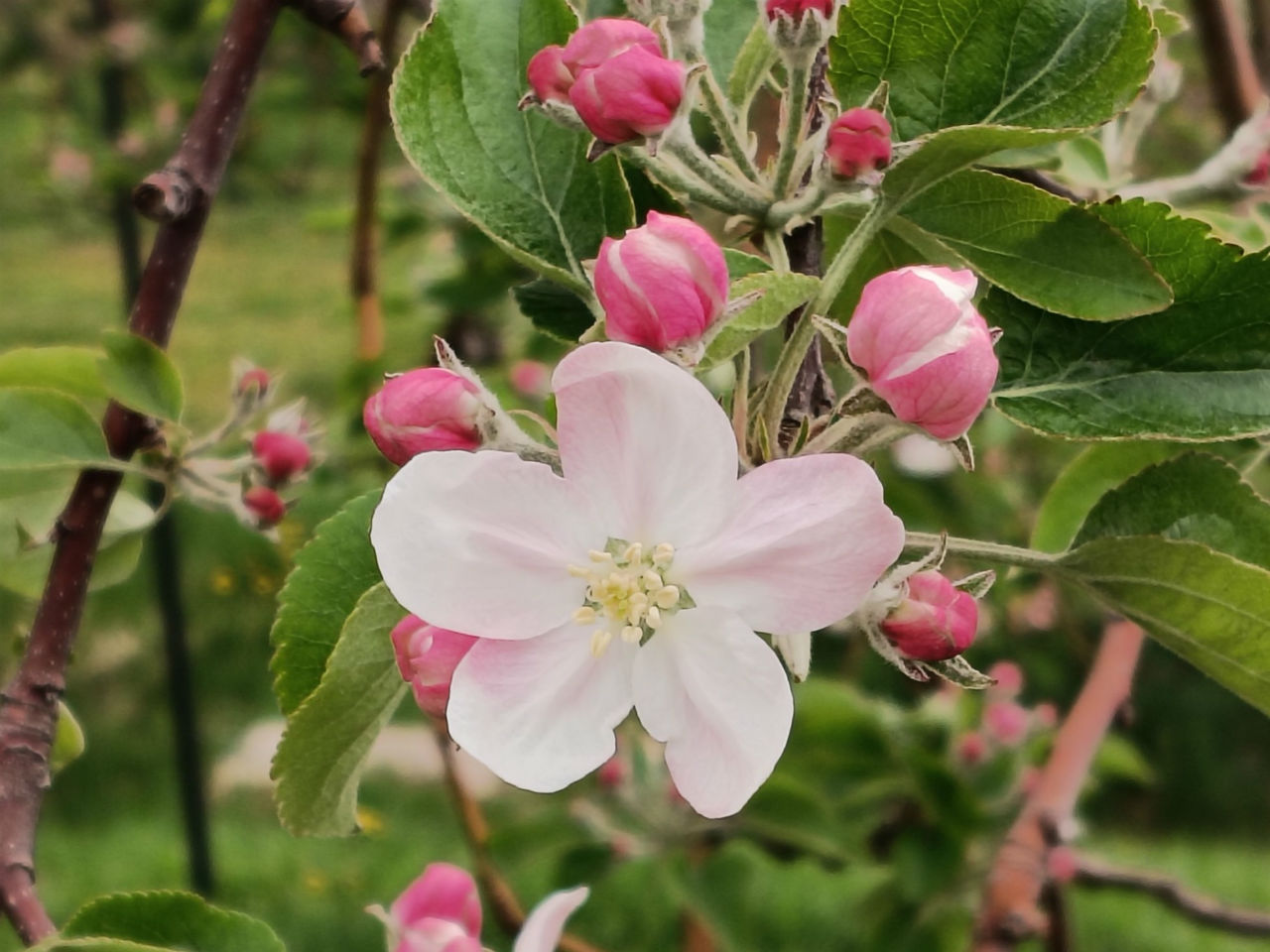 りんごの花、開花しています！
