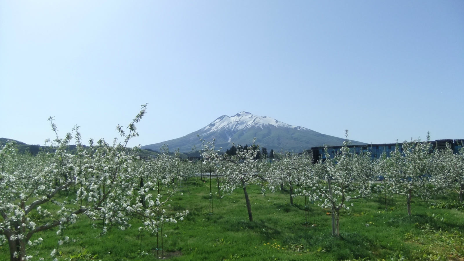 濃青研 岩木山麓からおとりよせ！【葉とらずりんご】 青研